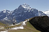 View from Grindelwald-First to Wetterhorn, Bernese Oberland, Swiss Alps, Switzerland, Europe
