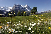 View from Grindelwald to Eiger, Bernese Oberland, Swiss Alps, Switzerland, Europe