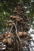 Cannonball Tree (Couroupita guianensis), Cairns, Queensland, Australia, Pacific