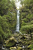 Erskine Falls, Great Otway National Park, Victoria, Australia, Pacific