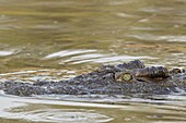 Nile crocodile (Crocodylus niloticus) swimming, Serengeti National Park, Tanzania, East Africa, Africa