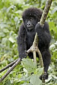 Infant mountain gorilla (Gorilla gorilla beringei) from the Kwitonda group climbing a vine, Volcanoes National Park, Rwanda, Africa