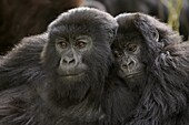 Two juvenile mountain gorillas (Gorilla gorilla beringei) of the Umubano group, Volcanoes National Park, Rwanda, Africa