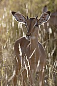 Young impala (Aepyceros melampus) buck, Kruger National Park, South Africa, Africa
