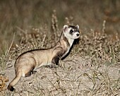 Black-footed ferret (American polecat) (Mustela nigripes) with a hair-dye marker to indicate that it was treated by the wildlife biologist, Buffalo Gap National Grassland, Conata Basin, South Dakota, United States of America, North America
