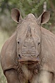 Young white rhinoceros (Ceratotherium simum), Kruger National Park, South Africa, Africa