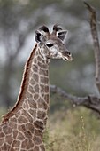 Young Cape giraffe (Giraffa camelopardalis giraffa), Kruger National Park, South Africa, Africa