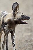 African wild dog (African hunting dog) (Cape hunting dog) (Lycaon pictus), Hluhluwe Game Reserve, South Africa, Africa
