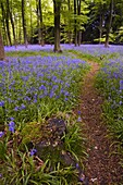 Bluebell woodland in spring, Micheldever, Hampshire, England, United Kingdom, Europe