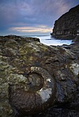 A huge fossilized ammonite embedded in the rocks at Winspit near Worth Matravers, Jurassic Coast, UNESCO World Heritage Site, Dorset, England, United Kingdom, Europe