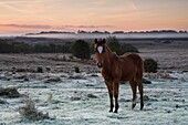 New Forest pony foal on the frosty and misty heathland, New Forest National Park, Hampshire, England, United Kingdom, Europe