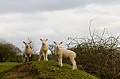 Curious lambs in the Devonshire countryside, Morchard Bishop, Devon, England, United Kingdom, Europe