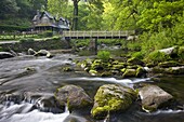 Spring at Watersmeet in Exmoor National Park, Devon, England, United Kingdom, Europe