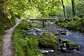 Spring at Watersmeet in Exmoor National Park, Devon, England, United Kingdom, Europe