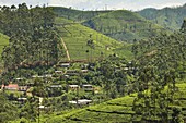 Village amidst tea plantations in the hill country between Hatton and Nuwara Eliya, Central Highlands, Sri Lanka, Asia