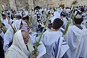 Sukkot celebrations with Lulav, Western Wall, Old City, Jerusalem, Israel, Middle East