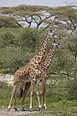 Two Masai giraffe (Giraffa camelopardalis tippelskirchi), Serengeti National Park, Tanzania, East Africa, Africa