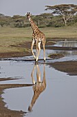 Masai giraffe (Giraffa camelopardalis tippelskirchi) with a reflection, Serengeti National Park, Tanzania, East Africa, Africa
