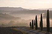 Early morning mist and cypress tress in the Val d'Orcia, UNESCO World Heritage Site, Tuscany, Italy, Europe