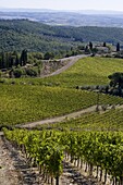 A view over vineyards in Chianti, Tuscany, Italy, Europe