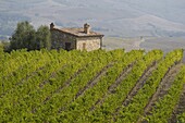 A vineyard and stone barn near Montalcino, Tuscany, Italy, Europe