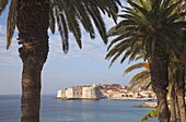 Old Town through palm trees, Dubrovnik, Croatia, Europe