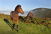 Dartmoor ponies grazing on open moorland, Dartmoor, Devon, England, United Kingdom, Europe