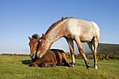 Dartmoor pony foals on the open moorland, Dartmoor, Devon, England, United Kingdom, Europe