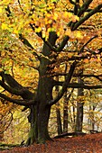 Beech tree with autumn colours, Lake District, Cumbria, England, United Kingdom, Europe