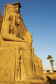 Temple of Luxor, Thebes, UNESCO World Heritage Site, Egypt, North Africa, Africa