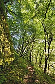 The footpath along the bottom of the Vikos Gorge passing through beech forest, Epirus, Greece, Europe