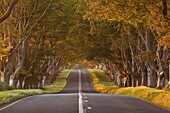 The winding road through the beech avenue at Kingston Lacy, Dorset, England, United Kingdom, Europe