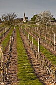 Vineyards, Souzay-Champigny, Saumur, Maine-et-Loire, France, Europe
