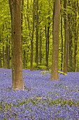 Bluebells beneath trees, West Woods, Wiltshire, England, United Kingdom, Europe