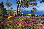 Jardins Botanico de Cap Roig, Calella de Palafrugell, Costa Brava, Catalonia, Spain, Mediterranean, Europe