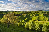 Farmland near Taihape, North Island, New Zealand, Pacific