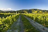 Vineyards near Blenheim, Marlborough, South Island, New Zealand, Pacific