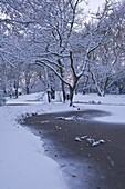 Hampstead Heath in winter, North London, England, United Kingdom, Europe