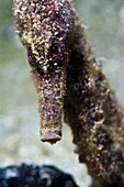 Longsnout seahorse (Hippocampus reidi), uncommon to Caribbean, grows to 2.5 to 4 inches, St. Lucia, West Indies, Caribbean, Central America