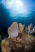 Reef scene with sea fan, St. Lucia, West Indies, Caribbean, Central America