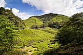 BOH tea plantation, Cameron Highlands, Malaysia, Southeast Asia, Asia