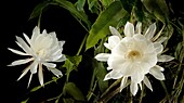 Queen of the night (Epiphyllum Oxypetalum), blooms only once at midnight for a few hours, then the flower drops, Philippines, Southeast Asia, Asia