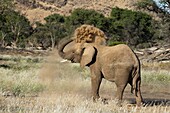 Desert elephant (Loxodonta africana), Huab River Valley, Torra Conservancy, Damaraland, Namibia, Africa