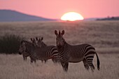 Hartmann's mountain zebra (Equus zebra hartmannae), Palmwag Concession, Damaraland, Namibia, Africa