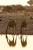 Giraffe (Giraffa camelopardalis) drinking, Etosha National Park, Namibia, Africa