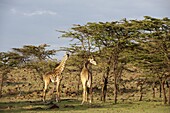 Giraffe (Giraffa camelopardalis), Masai Mara, Kenya, East Africa, Africa