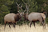 Two bull elk (Cervus canadensis) sparring during the rut, Jasper National Park, Alberta, Canada, North America
