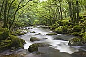 Rocky River Plym flowing through Dewerstone Wood in Dartmoor National Park, Devon, England, United Kingdom, Europe