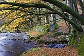 Autumn scenes beside Oare Water near Robbers Bridge, Exmoor National Park, Somerset, England, United Kingdom, Europe