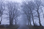 Foggy winter morning along a tree lined lane near Northmoor Common, Exmoor National Park, Somerset, England, United Kingdom, Europe